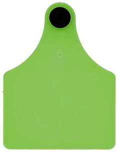 Boucle d’identification super maxi femelle nue verte